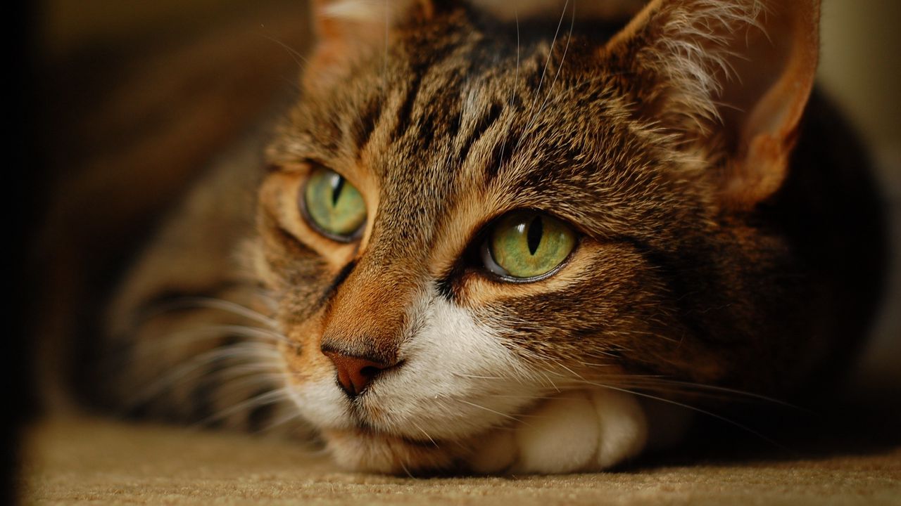 Wallpaper cat, muzzle, eyes, lie