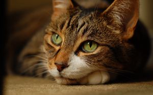 Preview wallpaper cat, muzzle, eyes, lie