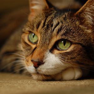 Preview wallpaper cat, muzzle, eyes, lie