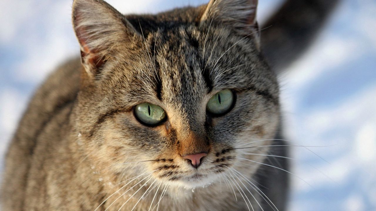 Wallpaper cat, muzzle, eyes, striped