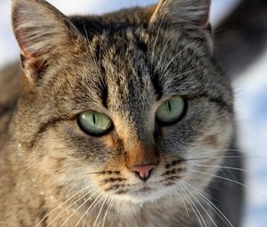 Preview wallpaper cat, muzzle, eyes, striped