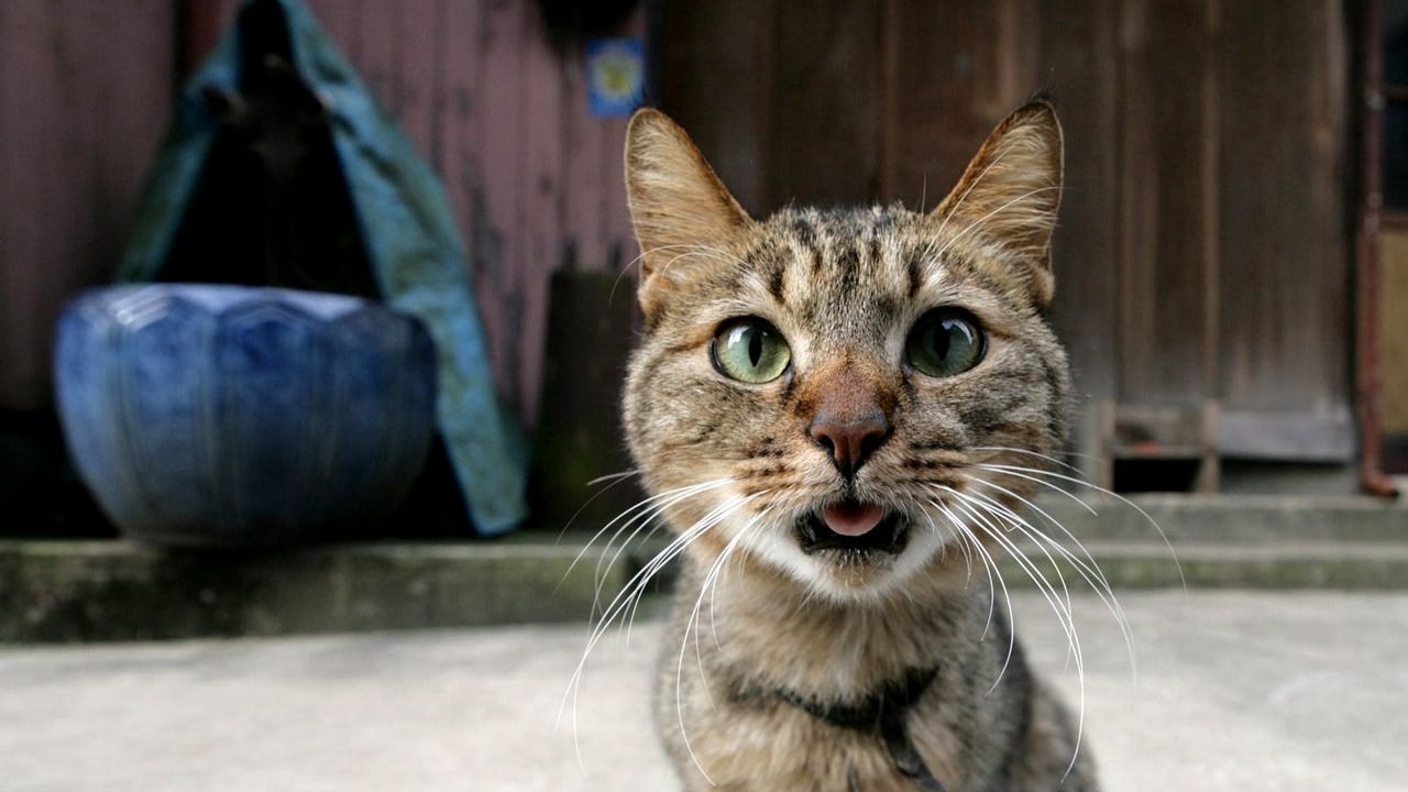 Wallpaper cat, muzzle, eyes, face