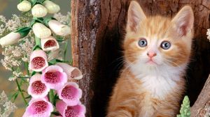 Preview wallpaper cat, muzzle, eyes, flowers