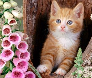 Preview wallpaper cat, muzzle, eyes, flowers