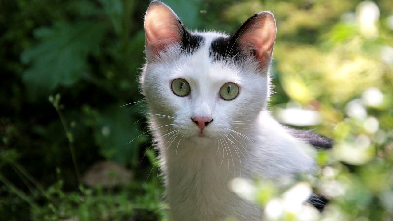 Wallpaper cat, muzzle, eyes, fear, leaves