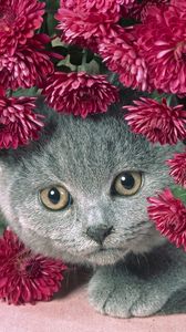 Preview wallpaper cat, muzzle, eyes, flowers