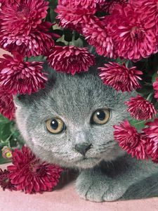 Preview wallpaper cat, muzzle, eyes, flowers