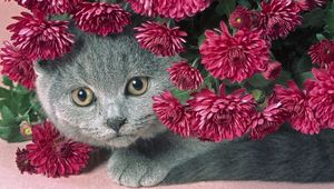 Preview wallpaper cat, muzzle, eyes, flowers