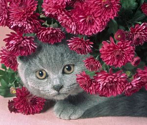 Preview wallpaper cat, muzzle, eyes, flowers