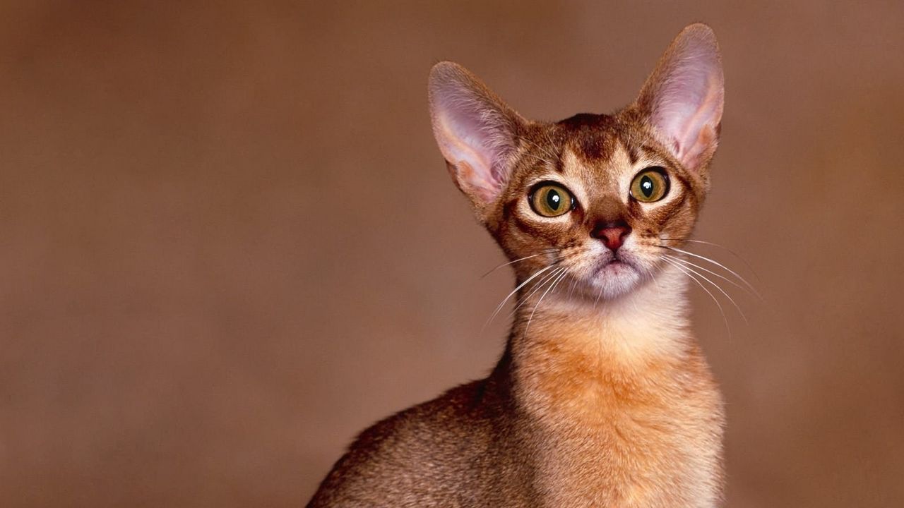 Wallpaper cat, muzzle, eyes, purebred