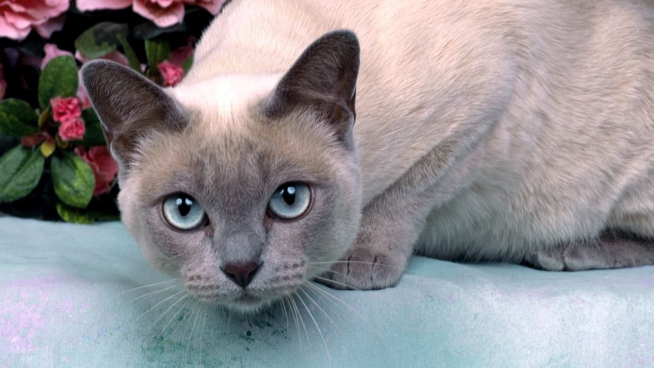 Wallpaper cat, muzzle, eyes, surprise