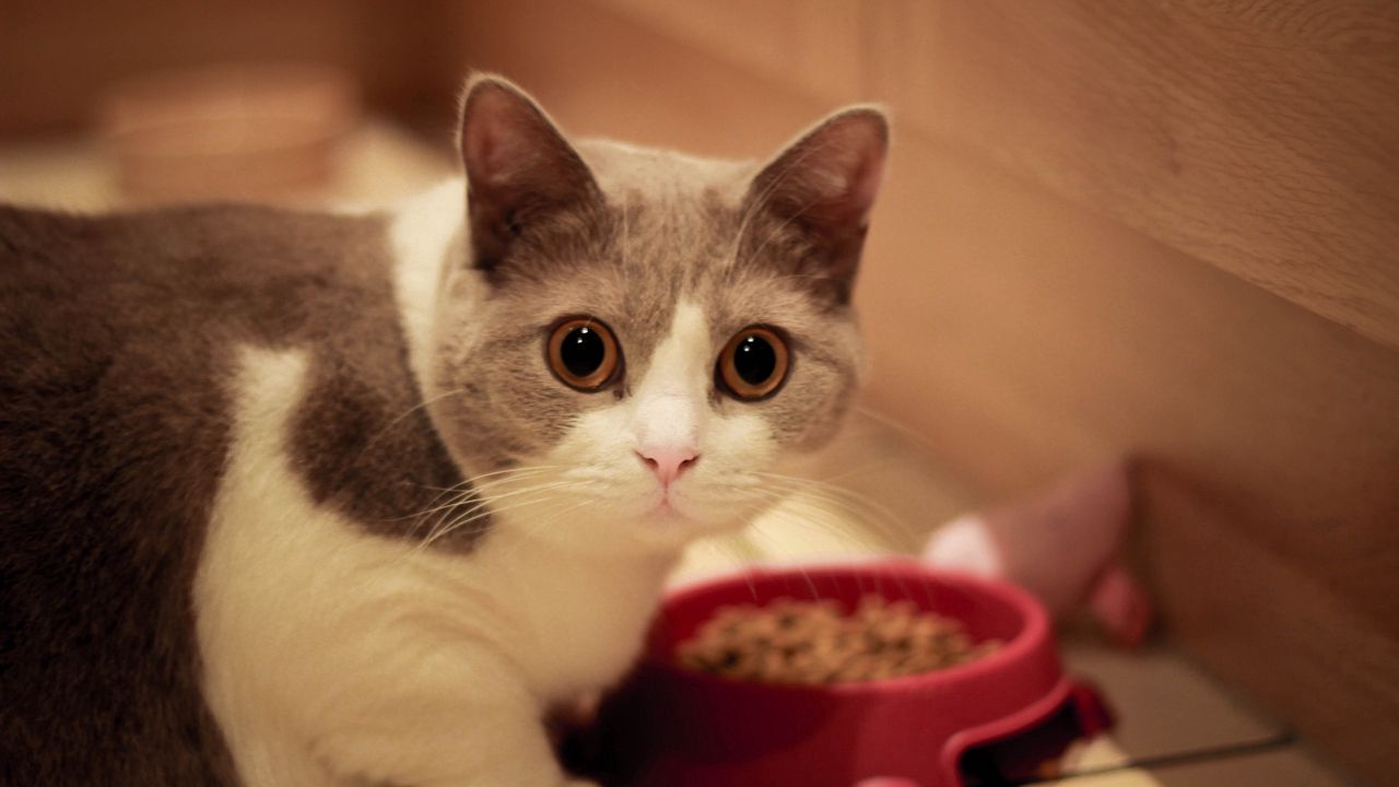 Wallpaper cat, muzzle, eyes, bowl, food
