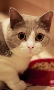Preview wallpaper cat, muzzle, eyes, bowl, food