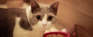 Preview wallpaper cat, muzzle, eyes, bowl, food