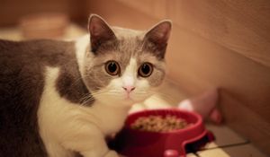 Preview wallpaper cat, muzzle, eyes, bowl, food