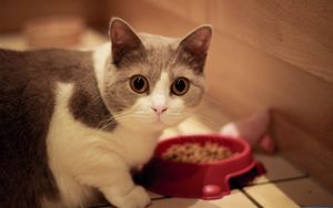 Preview wallpaper cat, muzzle, eyes, bowl, food