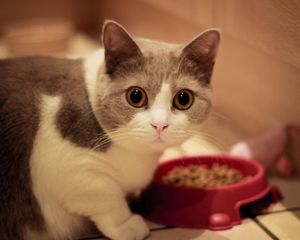 Preview wallpaper cat, muzzle, eyes, bowl, food