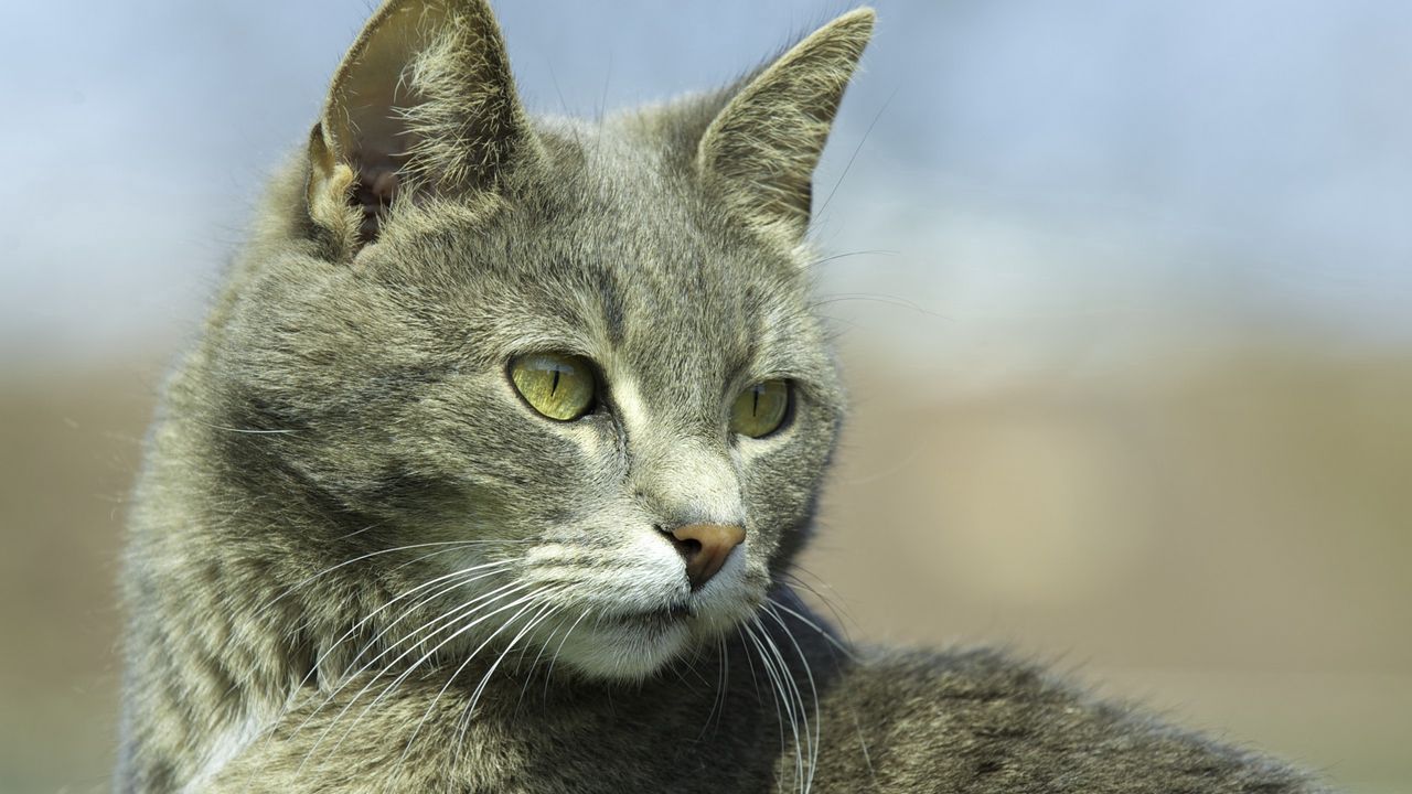 Wallpaper cat, muzzle, eyes, gray