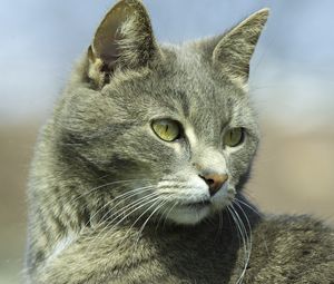 Preview wallpaper cat, muzzle, eyes, gray