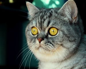 Preview wallpaper cat, muzzle, fear, striped, look