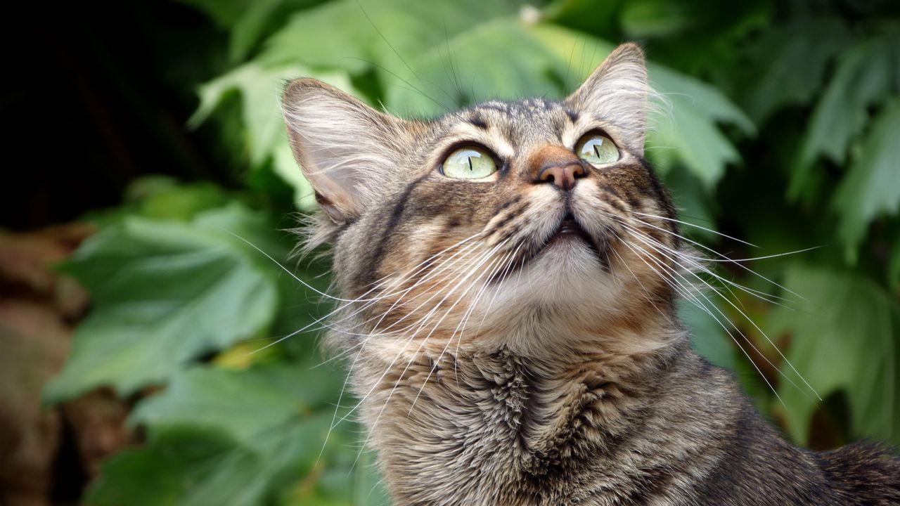 Wallpaper cat, muzzle, fluffy, gaze, up