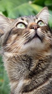 Preview wallpaper cat, muzzle, fluffy, gaze, up