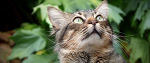 Preview wallpaper cat, muzzle, fluffy, gaze, up