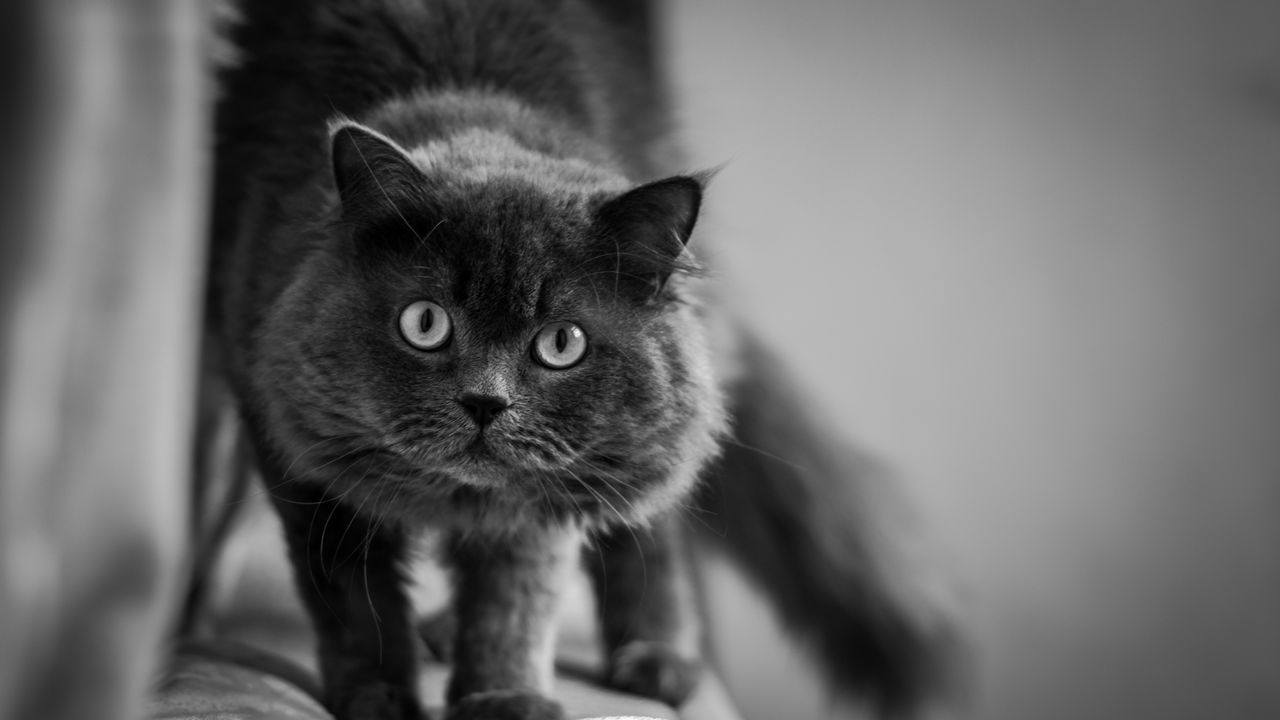 Wallpaper cat, muzzle, fluffy, eyes, bw