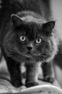 Preview wallpaper cat, muzzle, fluffy, eyes, bw