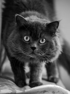 Preview wallpaper cat, muzzle, fluffy, eyes, bw