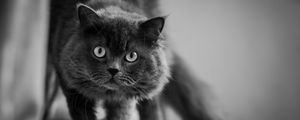 Preview wallpaper cat, muzzle, fluffy, eyes, bw