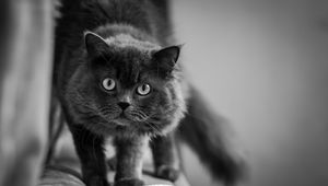 Preview wallpaper cat, muzzle, fluffy, eyes, bw