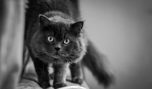 Preview wallpaper cat, muzzle, fluffy, eyes, bw