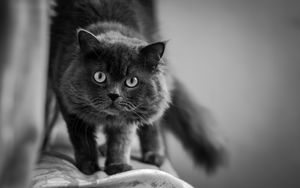 Preview wallpaper cat, muzzle, fluffy, eyes, bw