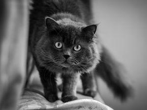 Preview wallpaper cat, muzzle, fluffy, eyes, bw