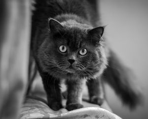 Preview wallpaper cat, muzzle, fluffy, eyes, bw