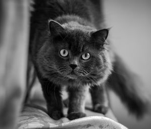 Preview wallpaper cat, muzzle, fluffy, eyes, bw