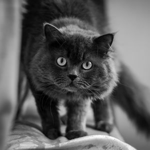 Preview wallpaper cat, muzzle, fluffy, eyes, bw