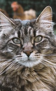 Preview wallpaper cat, muzzle, fluffy