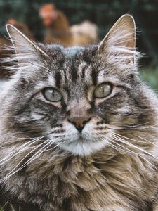 Preview wallpaper cat, muzzle, fluffy