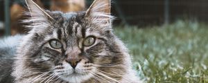 Preview wallpaper cat, muzzle, fluffy