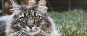 Preview wallpaper cat, muzzle, fluffy
