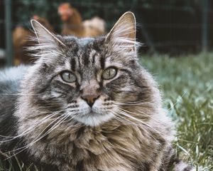 Preview wallpaper cat, muzzle, fluffy