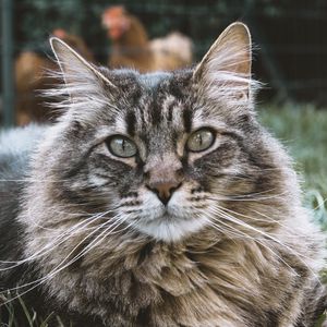Preview wallpaper cat, muzzle, fluffy