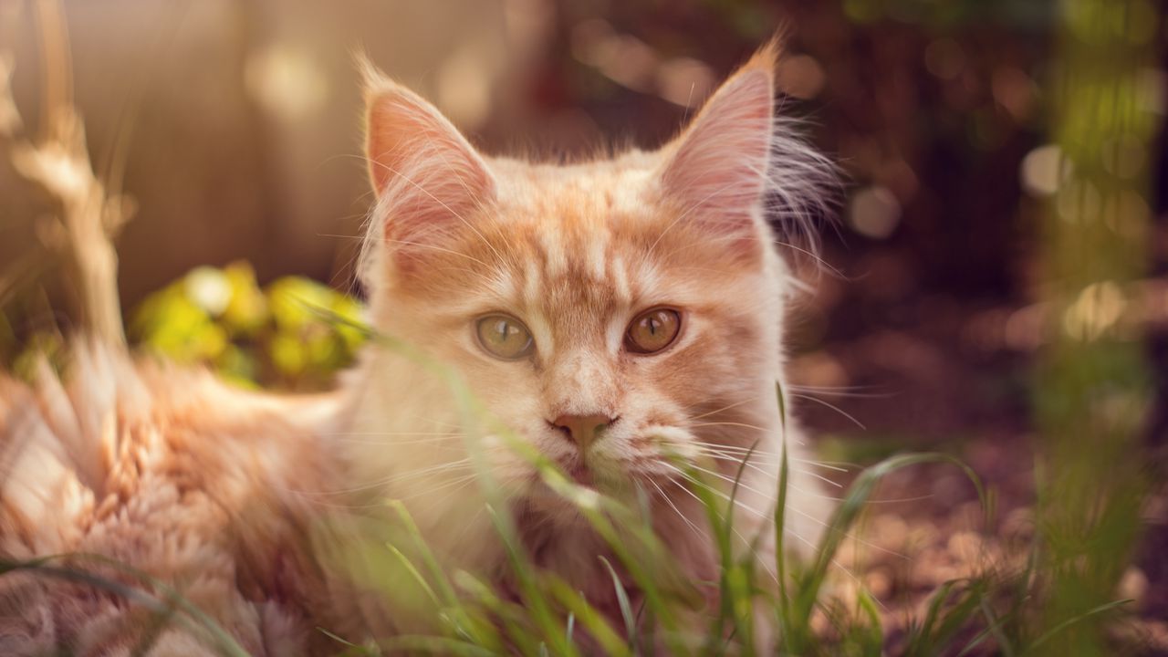 Wallpaper cat, muzzle, fluffy, grass, lies