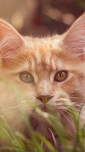 Preview wallpaper cat, muzzle, fluffy, grass, lies