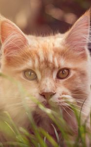 Preview wallpaper cat, muzzle, fluffy, grass, lies