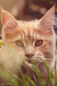 Preview wallpaper cat, muzzle, fluffy, grass, lies