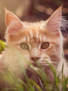 Preview wallpaper cat, muzzle, fluffy, grass, lies