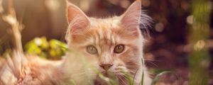 Preview wallpaper cat, muzzle, fluffy, grass, lies